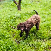Lagotto romagnolo femmina