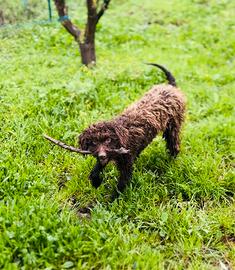 Lagotto romagnolo femmina