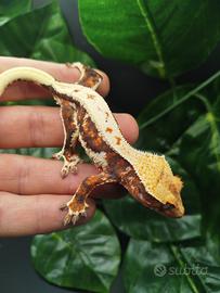 Geco ciliatus