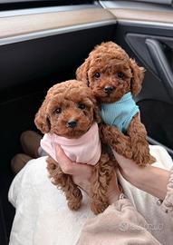 Barboncini Toy red - PEDIGREE ENCI