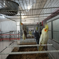 Calopsite maggiorate