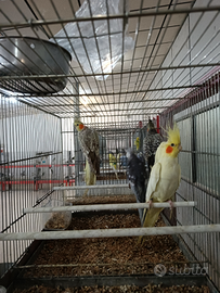 Calopsite maggiorate