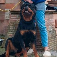 Rottweiler