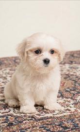 Maltipoo