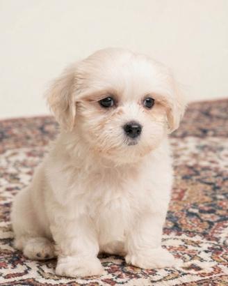 Maltipoo