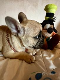 Bulldog francese