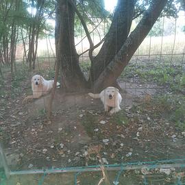 Cani da guardania
