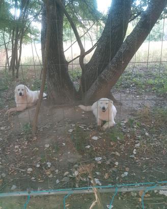 Cani da guardania