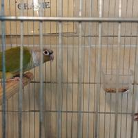 Coppia di pirula guancia verde