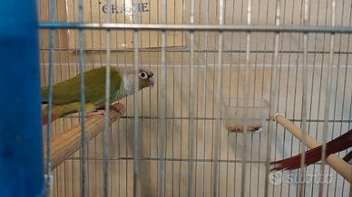 Coppia di pirula guancia verde