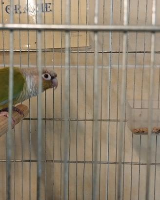 Coppia di pirula guancia verde