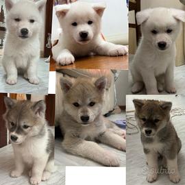 Cuccioli akita inu