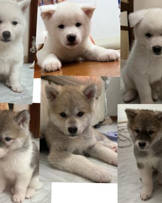 Cuccioli akita inu
