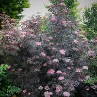 Pianta sambuco nigra