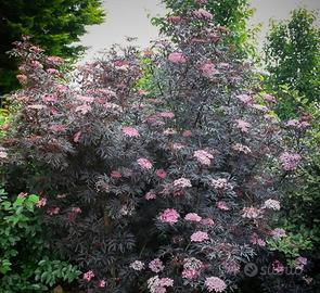 Pianta sambuco nigra