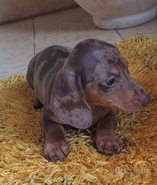Cuccioli bassotto