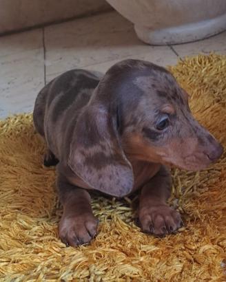 Cuccioli bassotto