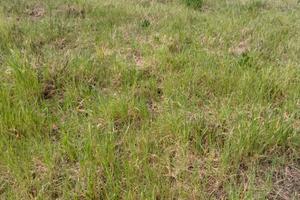 Ciampino colle oliva