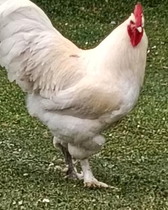 Copia di galline giganti