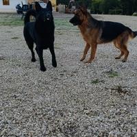 Cuccioli Pastore Tedesco