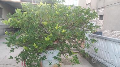 pianta di limone