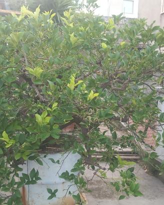 pianta di limone