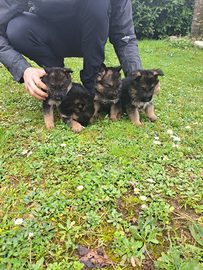 Cuccioli di pastore di tedesco
