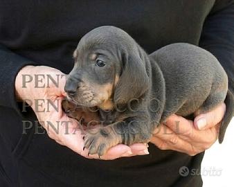 BASSOTTO NANO BLUE - anche a rate