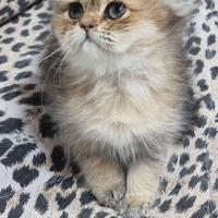 Cuccioli british longhair