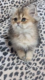 Cuccioli british longhair
