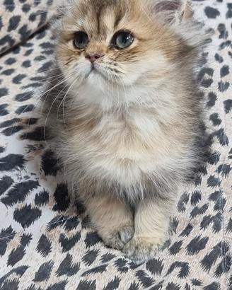 Cuccioli british longhair