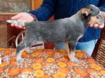 Cuccioli di australian cattle dog