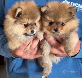 Spitz Tedesco di Pomerania