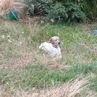Cane da caccia Setter Inglese