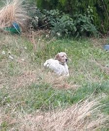 Cane da caccia Setter Inglese
