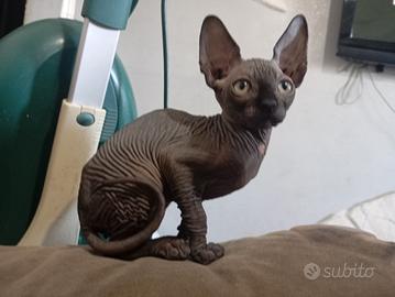 gattini canadian SPHYNX 