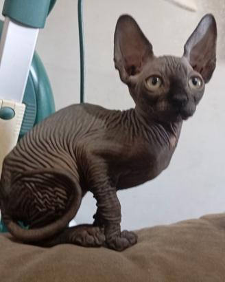 gattini canadian SPHYNX 