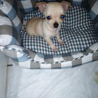 Cucciolo chihuaha toy 3 mesi
