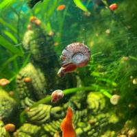 Lumache Planorbarius