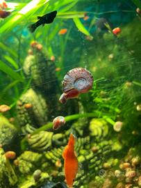 Lumache Planorbarius