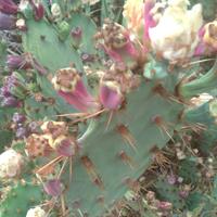 Pale opuntia dillenii