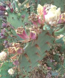 Pale opuntia dillenii