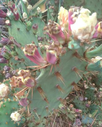 Pale opuntia dillenii