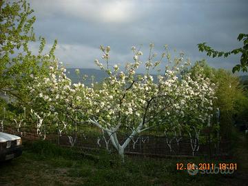 Vendiamo Orto -Frutteto a 150 m.da centro abitato