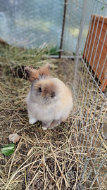 Conigli nani da compagnia