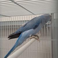 Parrocchetto dal collare