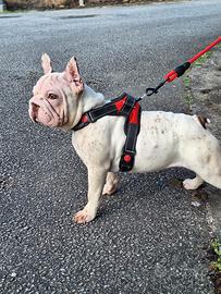 BIG Rope Velvet Royo Merle Femmina Bulldog Frances