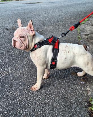 BIG Rope Velvet Royo Merle Femmina Bulldog Frances