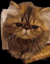 gatta persiana cucciola