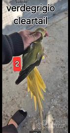 Parrocchetto dal collare cleartail